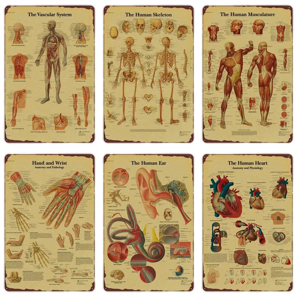 Badminton Poster - Anatomie en fysiologie De lichaamsstructuur, skeletposter,