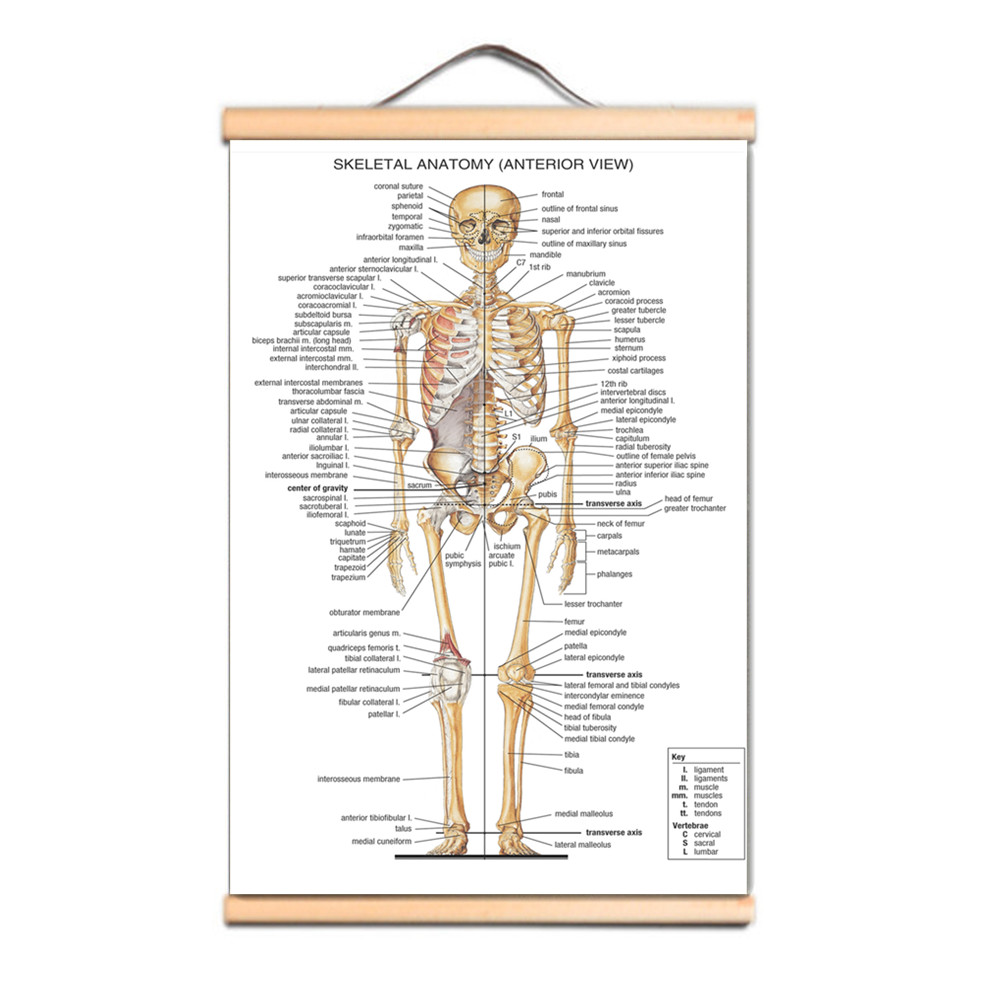 Badminton Poster - Menselijke SKELETALE ANATOMIE Posters Prints Wandkaart