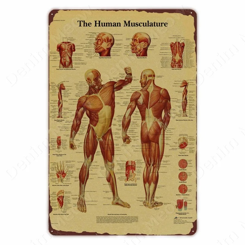 Anatomie en fysiologie De lich - Badminton Poster recensie en prijs