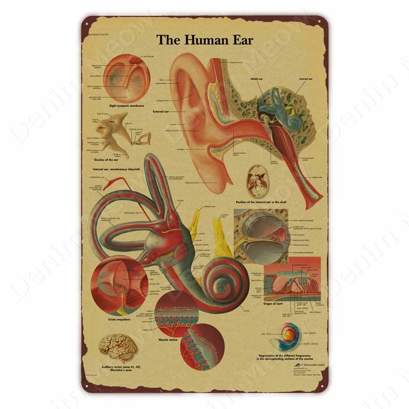 Anatomie en fysiologie De lich - Badminton Poster recensie en prijs