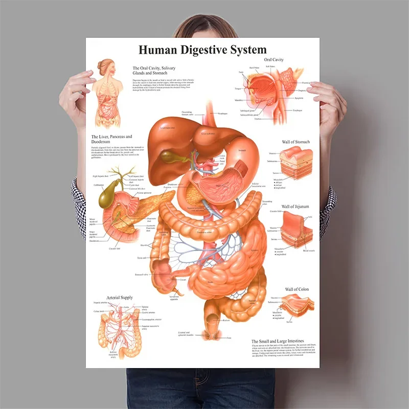 Menselijke Organen Hersenen Le - Badminton Poster recensie en prijs