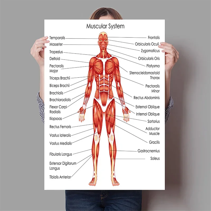 Menselijke Organen Hersenen Le - Badminton Poster recensie en prijs