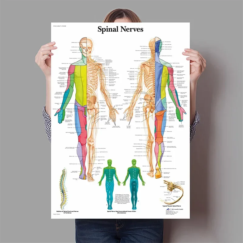 Menselijke Organen Hersenen Le - Badminton Poster recensie en prijs