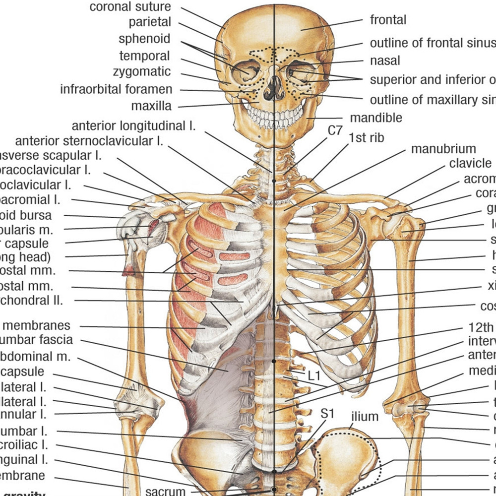 Menselijke SKELETALE ANATOMIE  - Badminton Poster recensie en prijs