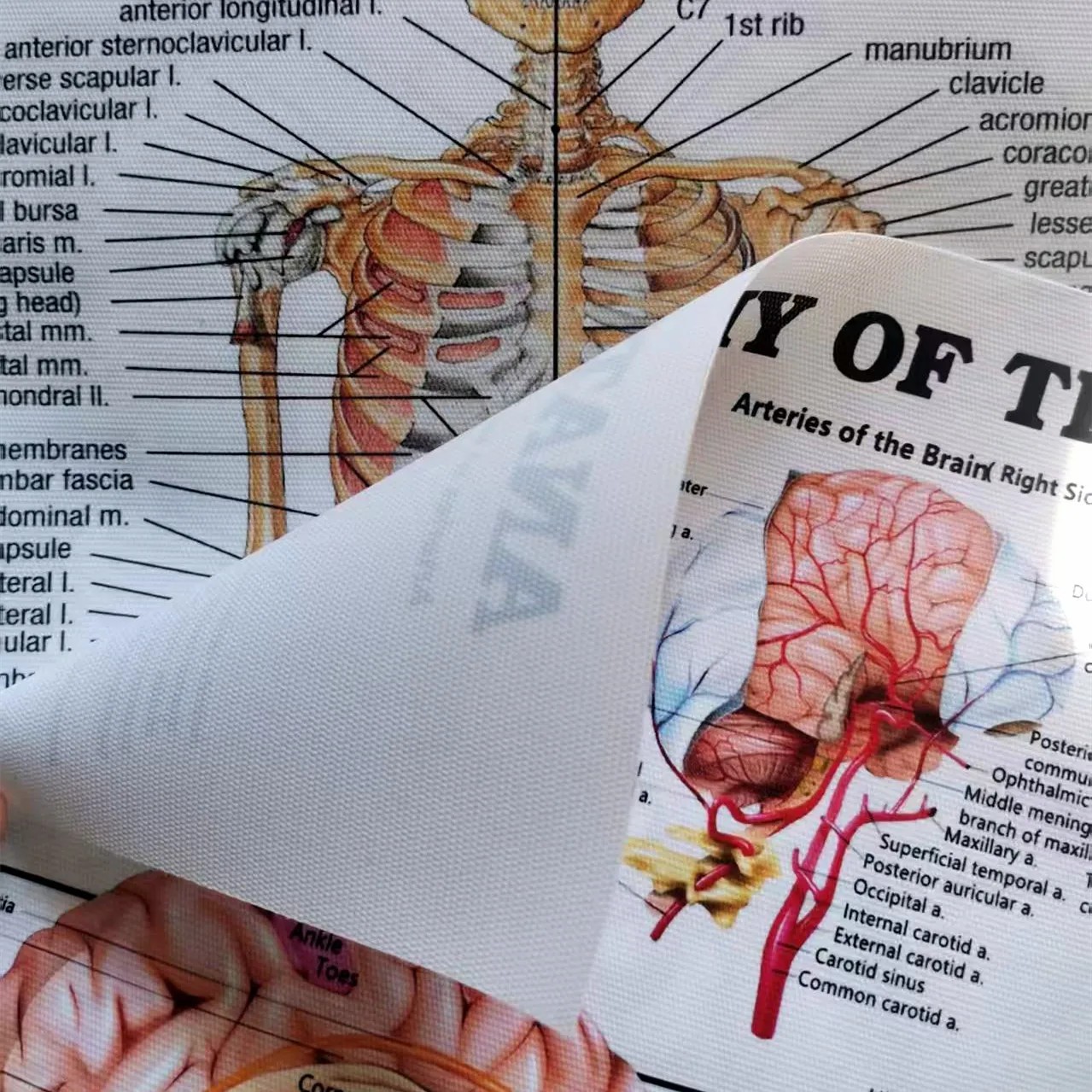 Menselijke SKELETALE ANATOMIE  - Badminton Poster recensie en prijs