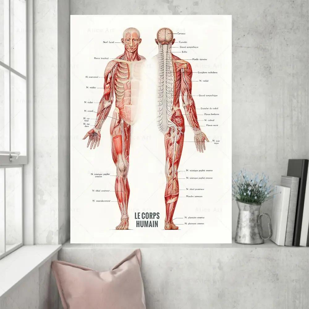 Menselijke spier bodybuilding  - Badminton Poster recensie en prijs