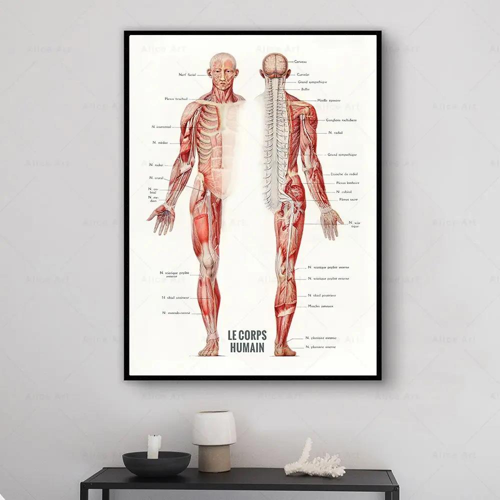 Menselijke spier bodybuilding  - Badminton Poster recensie en prijs