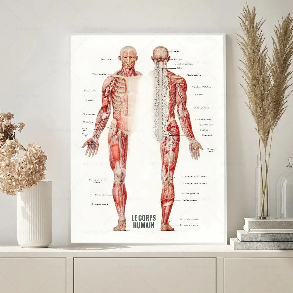Menselijke spier bodybuilding  - Badminton Poster recensie en prijs