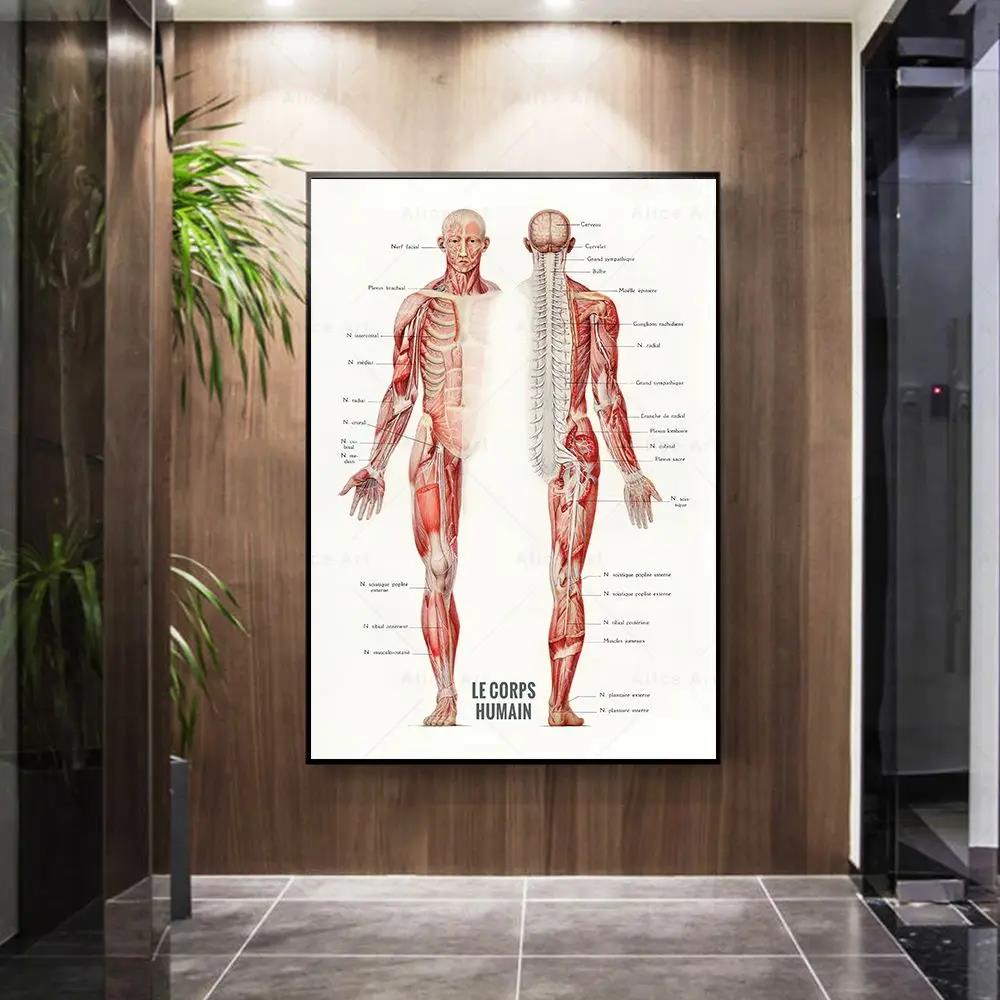 Menselijke spier bodybuilding  - Badminton Poster recensie en prijs